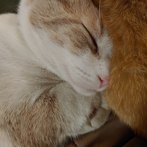 Meet your Posher, Heather - Picture 10 of 11